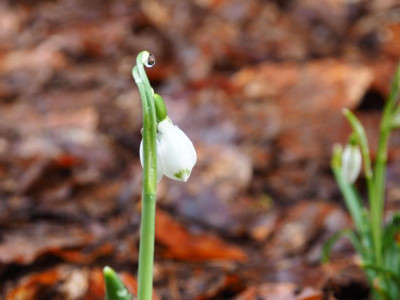 Galanthus elwesii Dehner 3 P2030006.JPG
