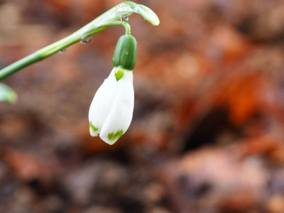 Galanthus elwesii Dehner 4 P2030007.JPG
