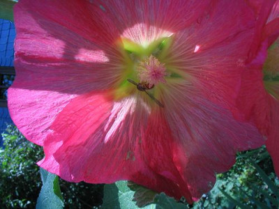 Stockrose_2.jpg