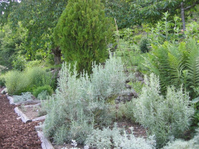 Artemisia tridenta 20090519_01.jpg
