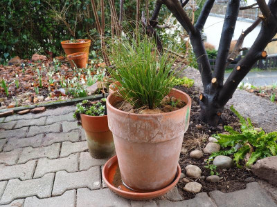 Tontopf mit Carex 'Phoenix Green' P2030011.JPG