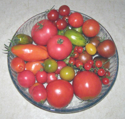 Tomaten2008.jpg