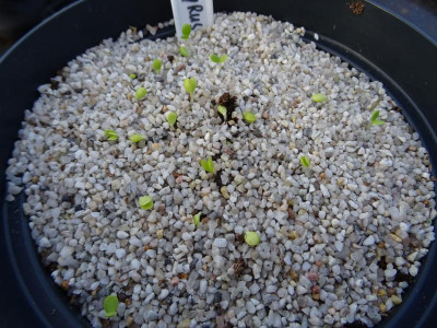 Pyrus betulifolia Germination January 2018.jpg