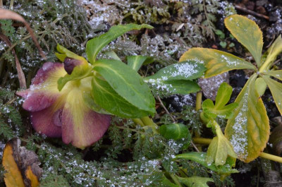 Helleborus-Neon.18-2.jpg