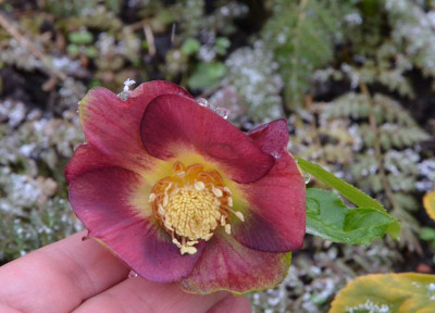 Helleborus-Neon.18-3.jpg