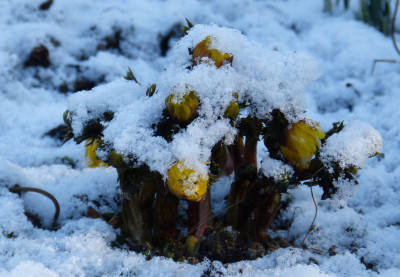 2018-02-04 Adonis 'Fukujukai' (A. amurensis hort.).jpg