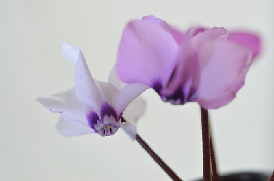 DSC_1646-Cyclamen coum_005.JPG