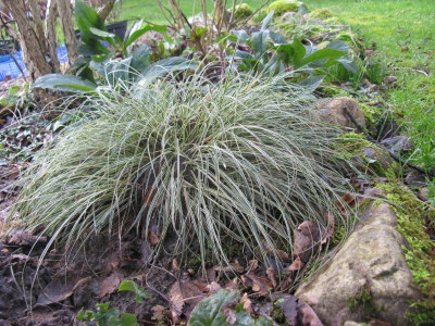 Carex conica Snowline.JPG