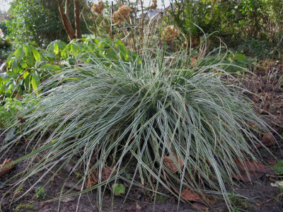 Carex Everest.JPG