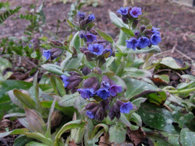 Pulmonaria.JPG
