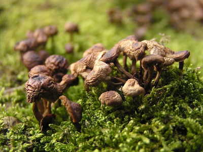 gefriergetrocknete_pilze_katrin2.jpg