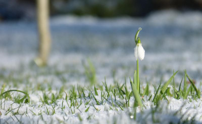 2018-02-04 Galanthus elwesii.jpg