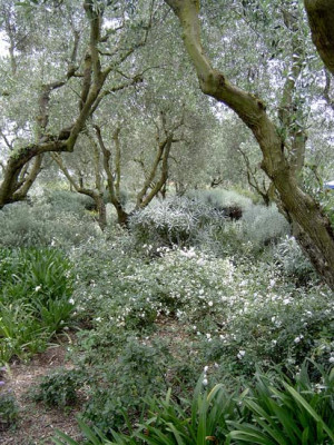 Landriana-1a.jpg