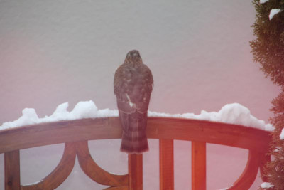 Turmfalke ? IMG_9024.jpg
