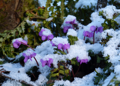 2018-02-04 Cyclamen coum.jpg