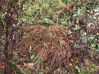 Carex montana P2040065.JPG