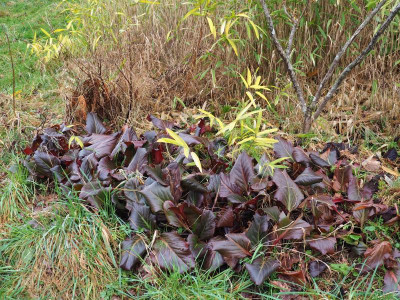 Bergenia 'Abendglocken' P2040063.JPG