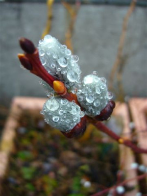 Tropfen_26.02.2007.JPG