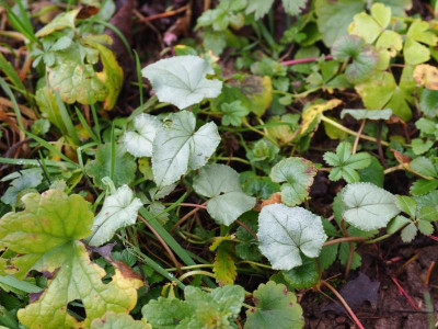 Cyclamen hederifolium Laub 1 P2040040.JPG