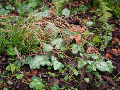 Cyclamen hederifolium Laub 2 P2040043.JPG