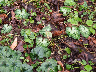 Cyclamen hederifolium Laub 3 P2040044.JPG