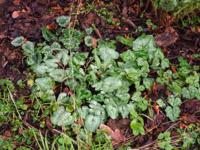 Cyclamen hederifoliu Laub 4 P2040045.JPG
