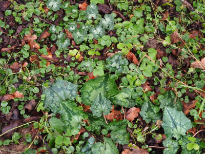 Cyclamen hederifolium Laub 5 P2040046.JPG