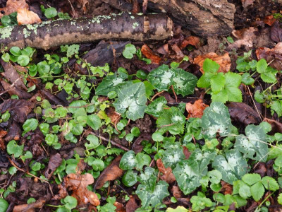 Cyclamen hederifolium Laub 6 P2040048.JPG