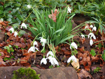 Galanthus 'Lady Beatrix Stanley' P2040055.JPG
