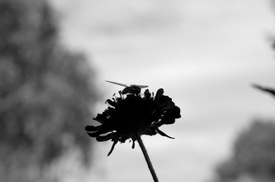 sw-schwebfliege_6261.jpg