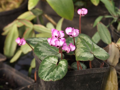 DSCF4722.JPG
