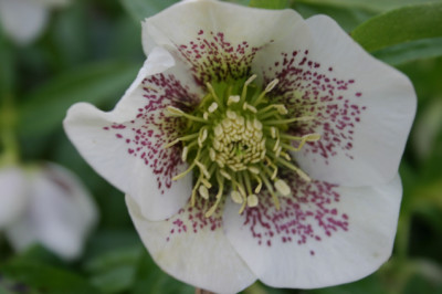 Helleborus012007.jpg