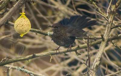 amsel.jpg