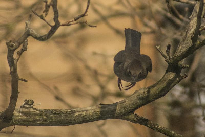 amsel2.jpg