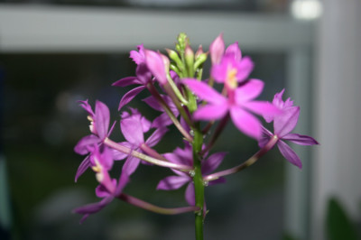 Orchidee01.jpg