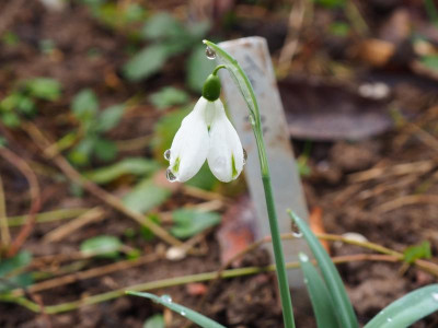 Galanthus 'Trumps' P2040050.JPG