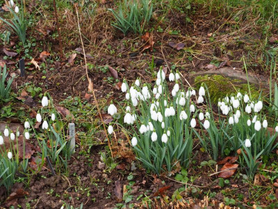 Galanthus 'S. Arnott'P2040057.JPG