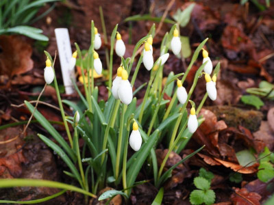 Galanthus 'Primrose Warburg' P2040052.JPG