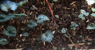 C.repandum 2018.jpg