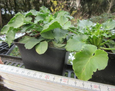campanulaceae.jpg