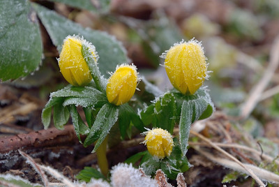 DSC_1674-ReifWinterling_001.JPG