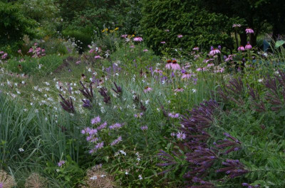 Monarda-Apache+Amorpha-canescens.16-3.jpg