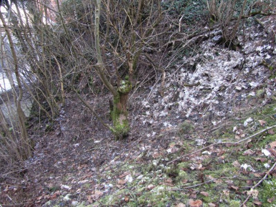 cyclamengarten.jpg