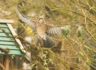 vögel-5116910.jpg