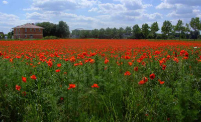 mohn_003-1_Desktop_Auflosung.jpg