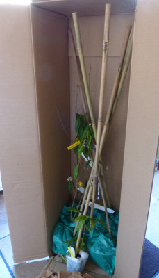 2018-02-09 Pan-Global Plants.jpg