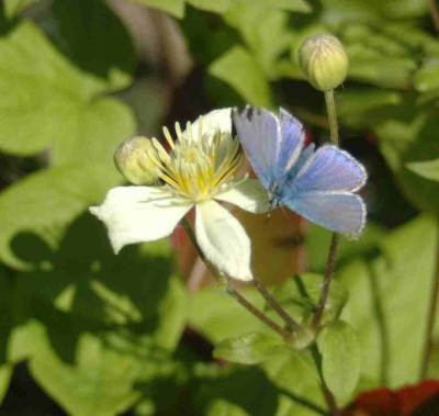 A9396a.JPG