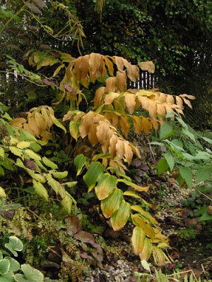 polygonatum_x_hybridum_weihenstephan.jpg