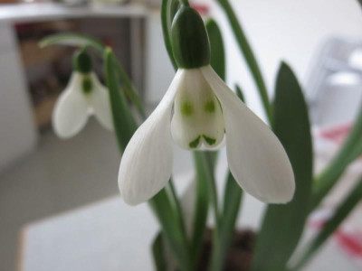 Galanthus _6358.jpg