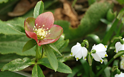 Heli-apricot-eigen-k.jpg
